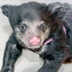 Illustration for article titled Mother Sloth Bear Has Her Baby Taken Away After She Eats Her First Two